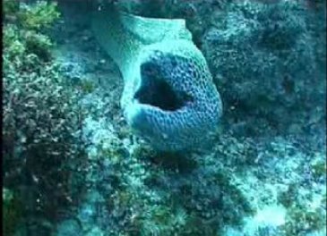 Potted Moray Eel