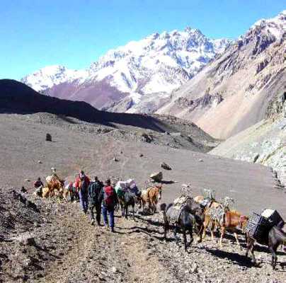 Mules in Horcones Valley