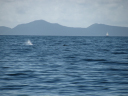 Caribbean Endeavour - Leg 9/Whales on the surface