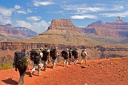 Northern Rattlesnake Venturer/Cadets in the Grand Canyon