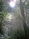 Appalachian Finn/Forest along the Trail