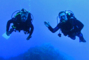 Tartan Maltese/Diving