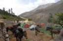 Northern Phoenix Atlas/Village campsite near Tacheddirt, with our mules in the foreground
