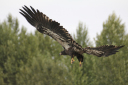 Northern Rocky Mountain Venturer/River drift - juvenile bald eagle