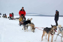 Northern Lights/Cadet dog teams rest up during sledging expedition