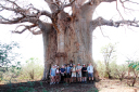Southern Leopard/The group in front of a massive Baobab Tree