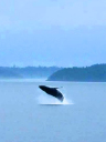 Northern Venturer Baidarka/Humpback Whale breaching in the Johnstone Strait  Finlay Brierton