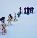 Viking Telemark/Meeting up with the dog sled team