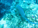 Belizean Adventure/Shark